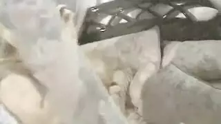 شقراوان تشاركان قضيبًا أسودًا ضخمًا للمتعة الفموية