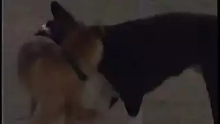 سكس في مزارع العنب بزاز