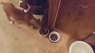 القاع الأحمر هواة اللسان مثليه في الثلاثية