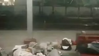 حليب تورم الهرة النمساوي