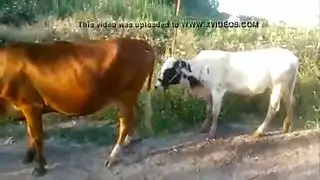 تزاوج حظيرة: لقاء حيواني صريح